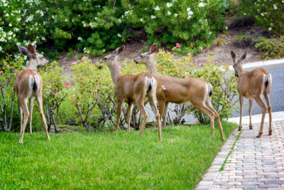 A family of deers come out of the wilderness to eat rose bushes in a Southern California garden.