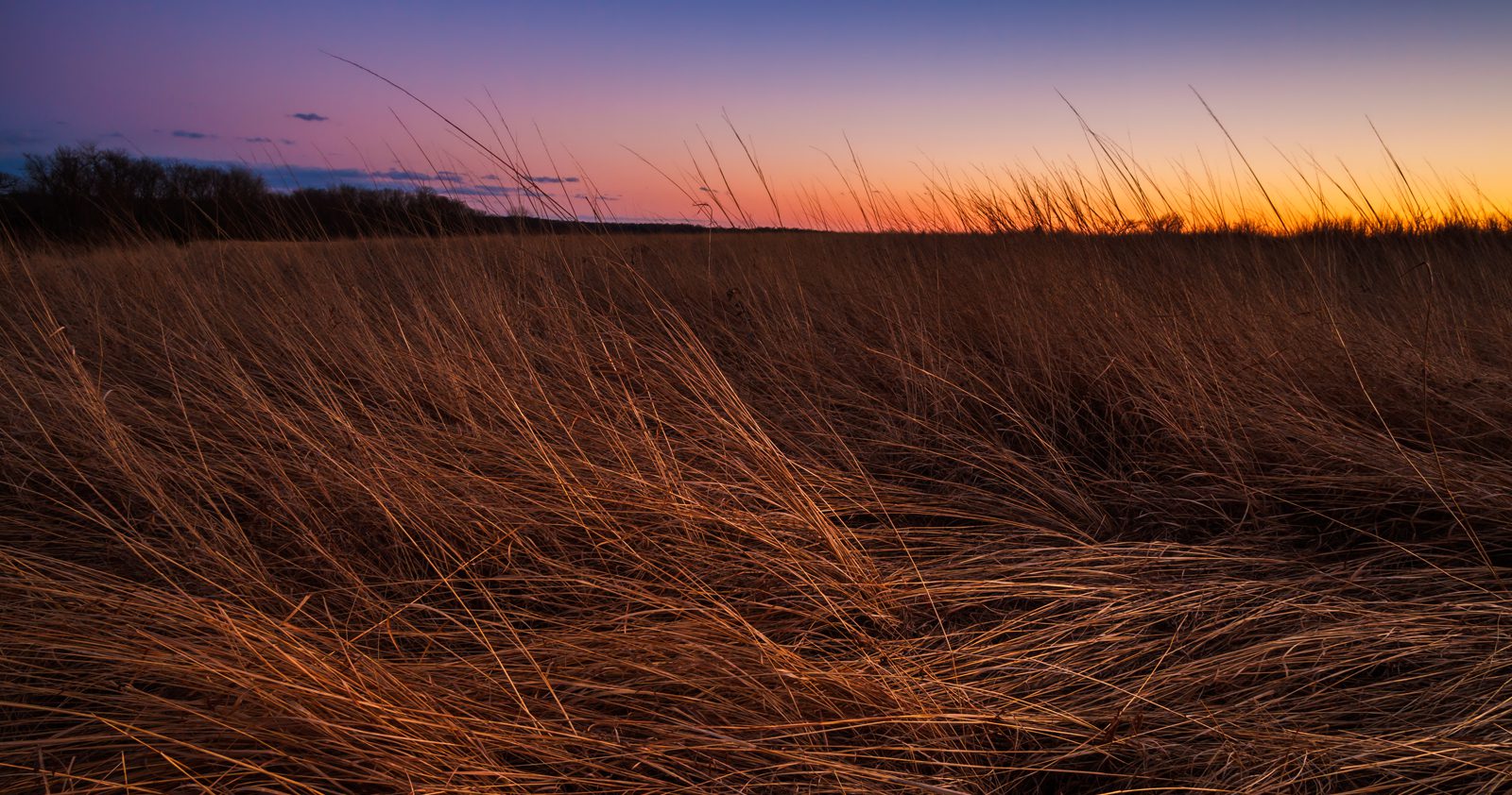 Field of tall grass illuminated by the setting sun, with trees in the background and clouds in the sky
