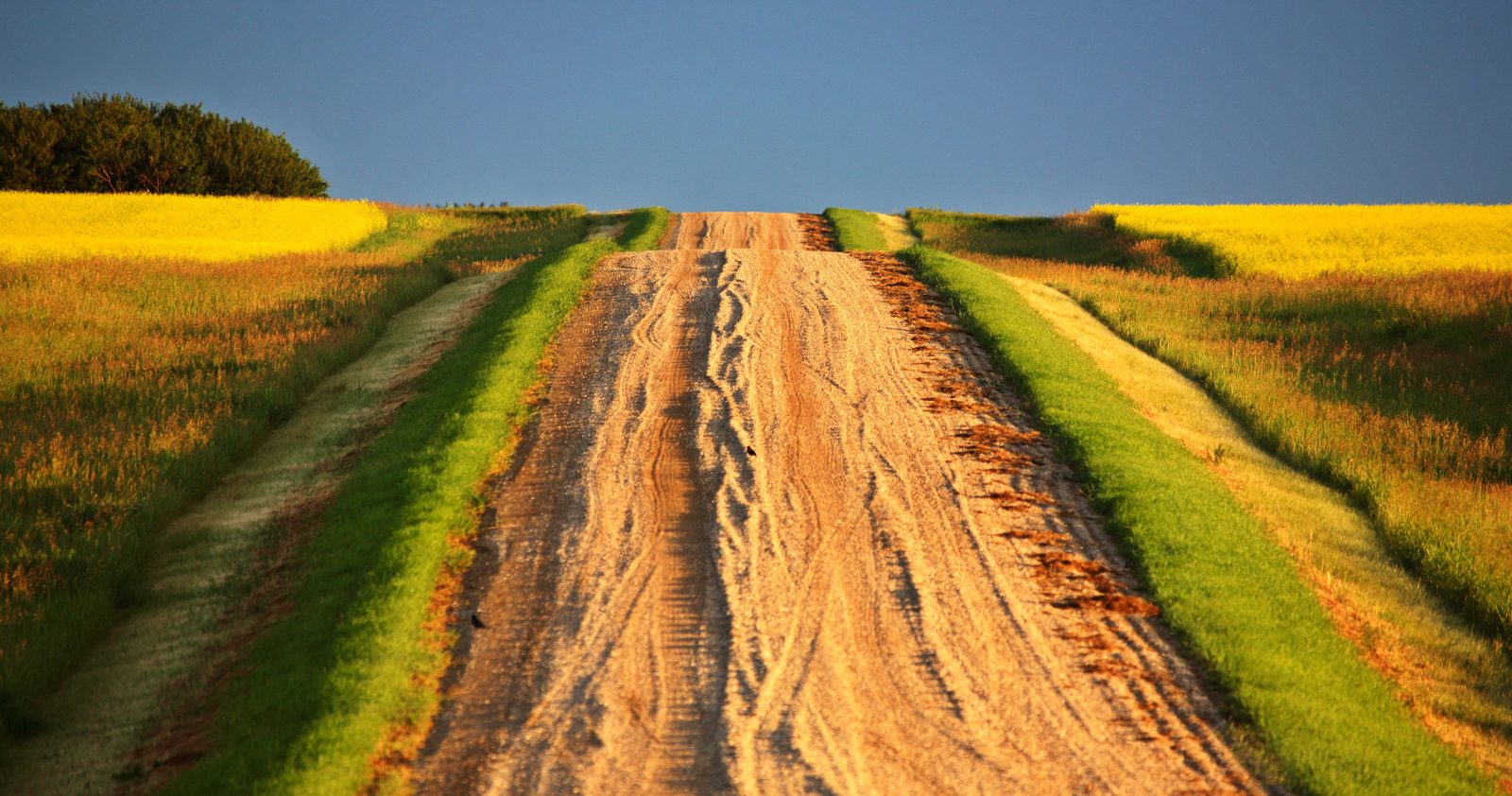 Dirt road winding through a field of yellow flowers, with lush green grass on either side
