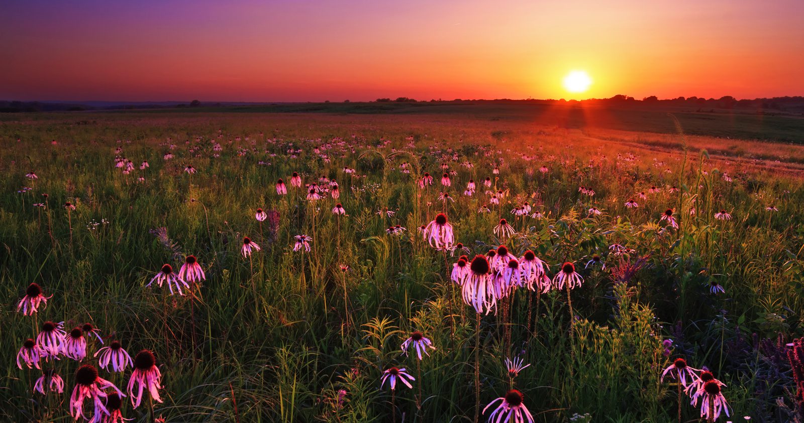 Field of purple coneflowers illuminated by the setting sun, with trees in the background and a sky above
