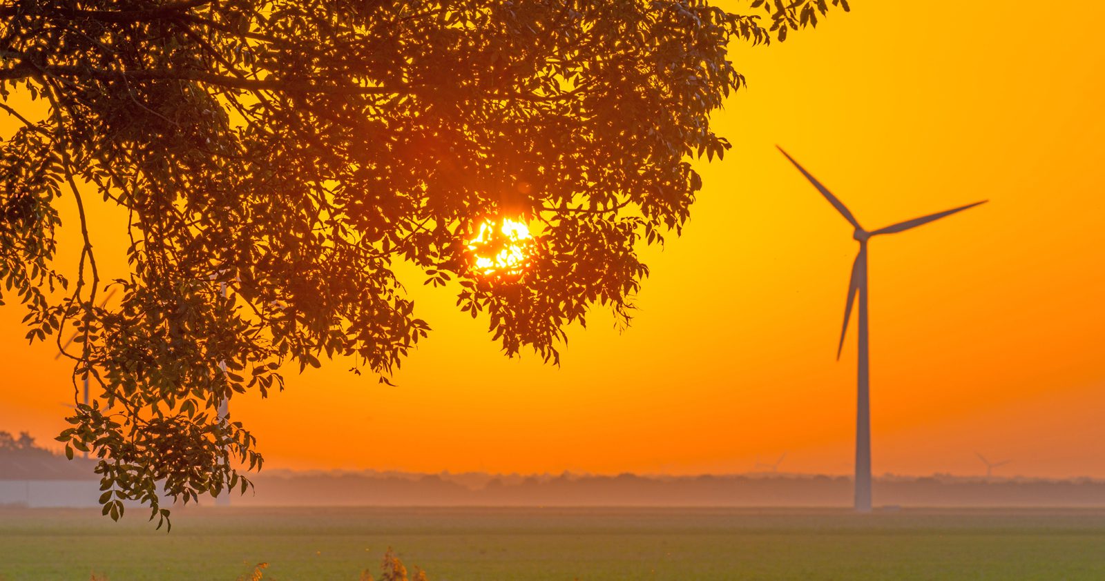 Wind turbine in the middle of a field at sunset, with a tree in the foreground